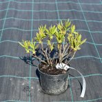 Azalka pontská (Azalea luteum) - výška 15-25 cm, kont. C1L/C3L